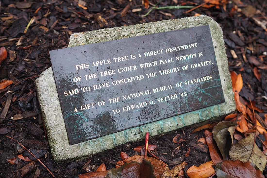 Plaque at MIT stating that the nearby apple tree is a direct descendent of that of Isaac Newton's in England