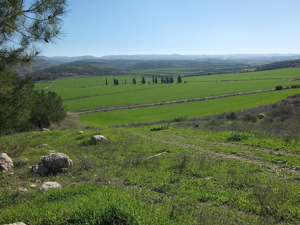 The green grasses of the Valley of Elah outside of Jerusalem after the winter rains
