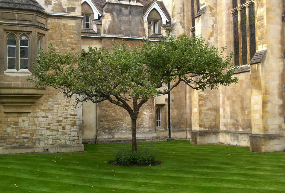 Direct descendent of Isaac Newton’s apple tree growing at Trinity College in Cambridge