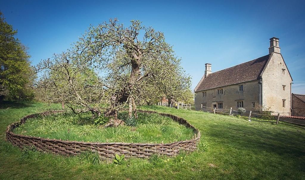The famous Isaac Newton apple tree at Woolsthorpe Manor