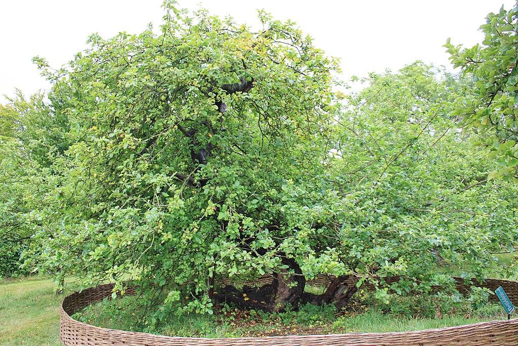The famous Isaac Newton apple tree at Woolsthorpe Manor