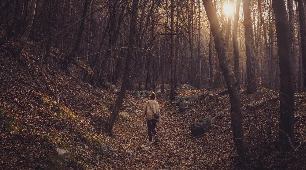 A man wanders through a forest as the sun begins to set