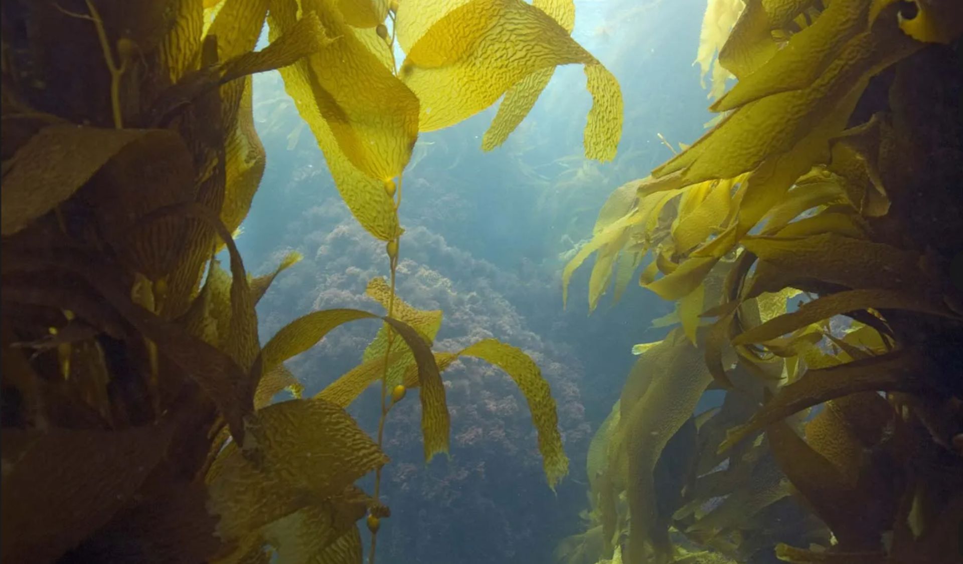 Underwater photograph of seaweed growing on a coral reef