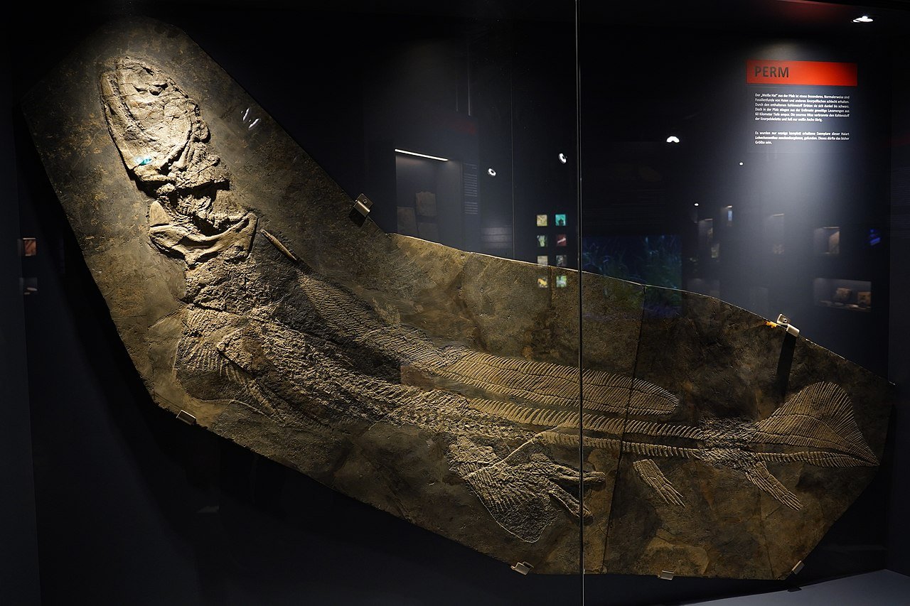 An example of a shark fossil on display behind glass in a museum.
