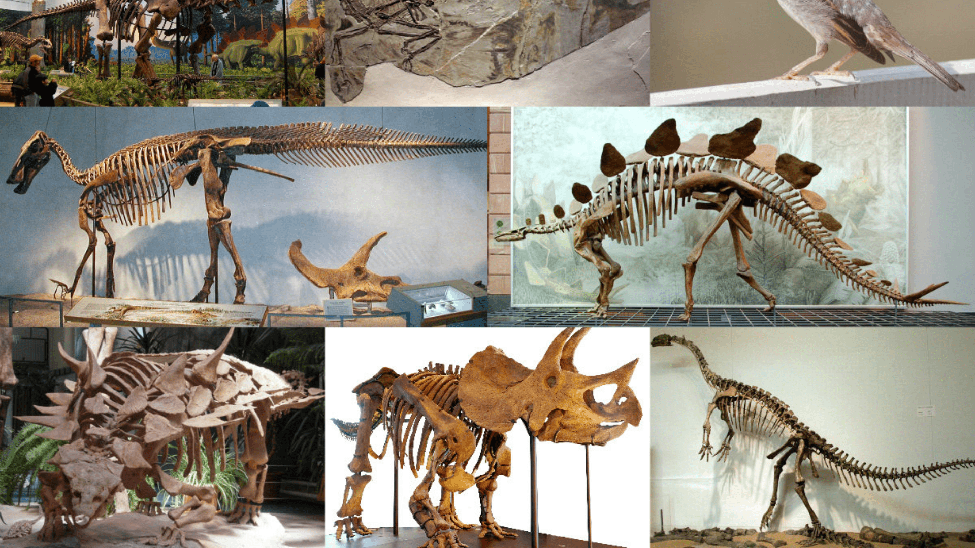 A collage of images of dinosaur skeletons on display.