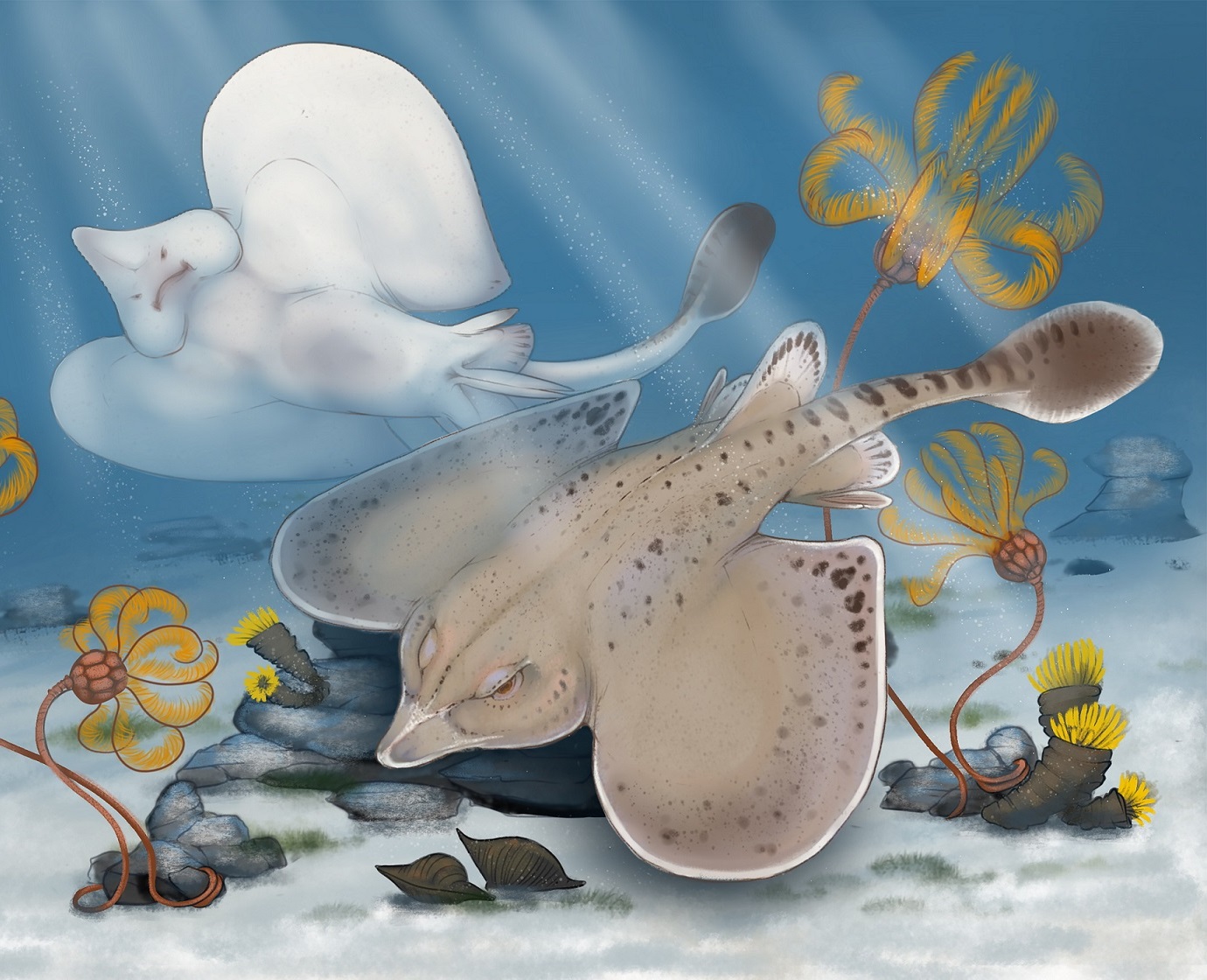 An artist's rendition of the Strigilodus tollesonae swimming near the ocean floor.