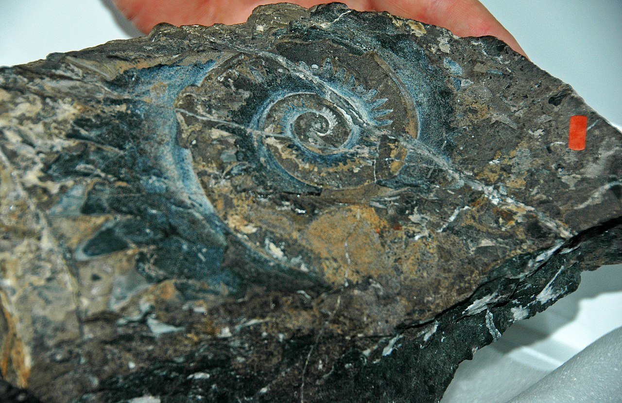 A shark tooth fossil, showing a blue helix pattern within a rock.