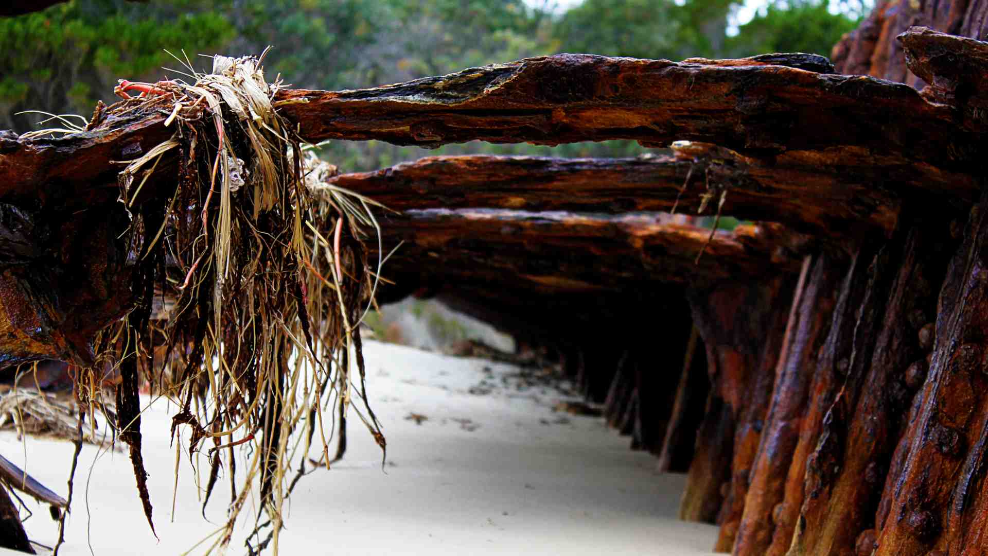 Seaweed hanging off timber from a ship.