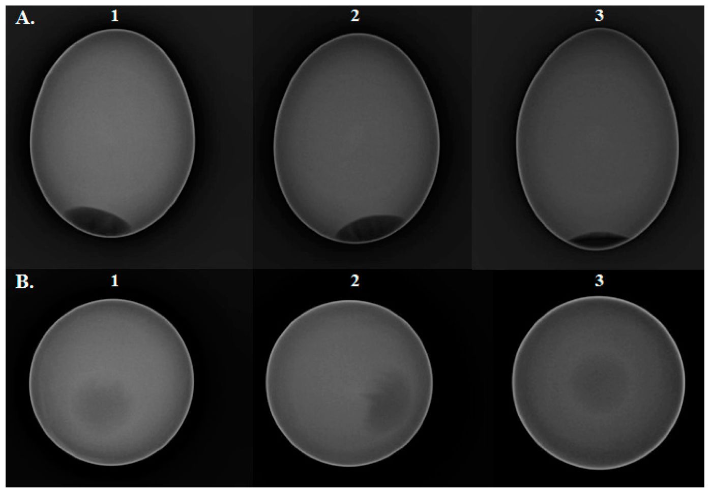 X-ray of three eggs with yolk and whites visible inside