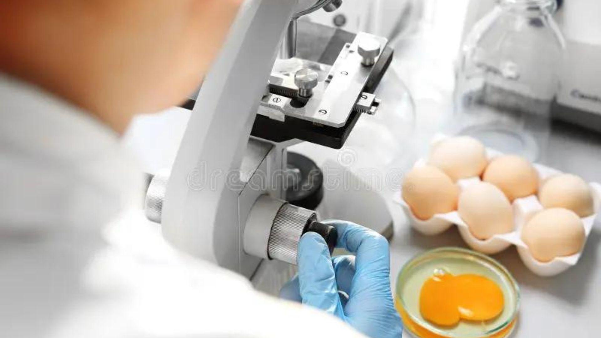 Scientist studying chicken eggs under a microscope
