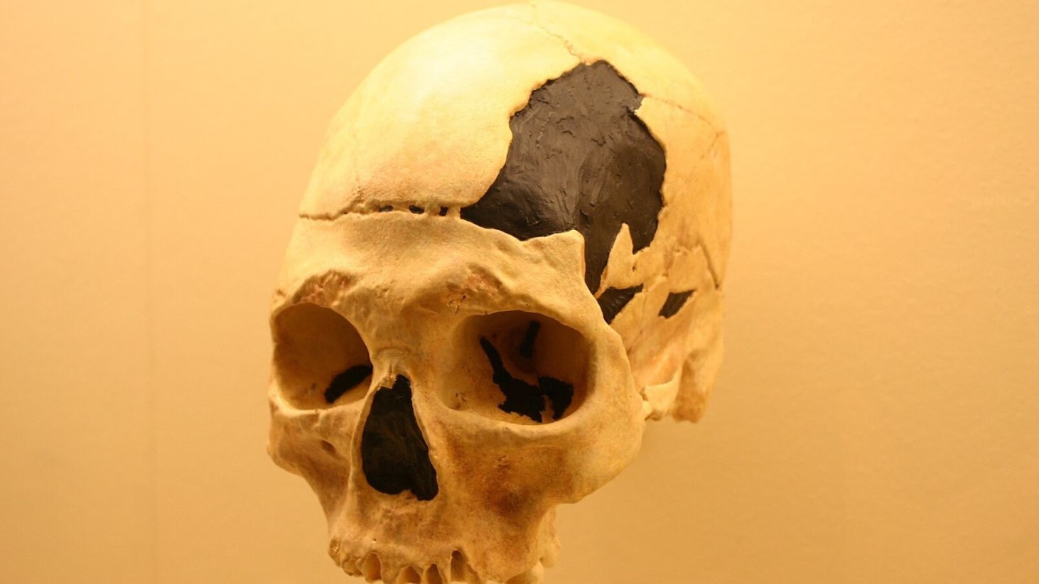 A close-up image of a Neanderthal skull on display, showcasing the frontal view. The skull is mostly intact but has significant dark patches where portions of the bone are missing