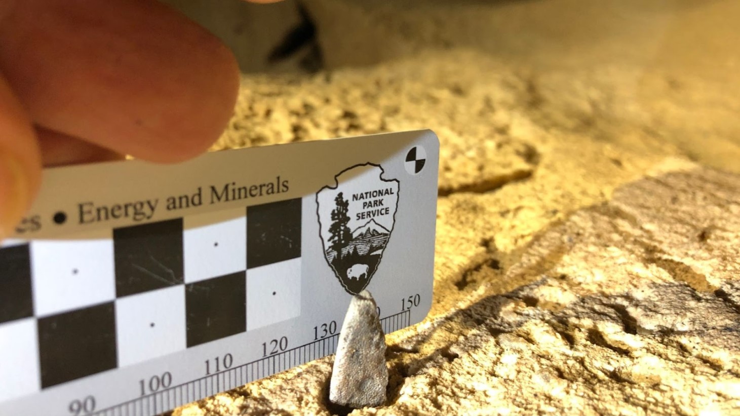 A close-up view of a person's hand holding a National Park Service scale card next to a small fossilized tooth embedded in rock