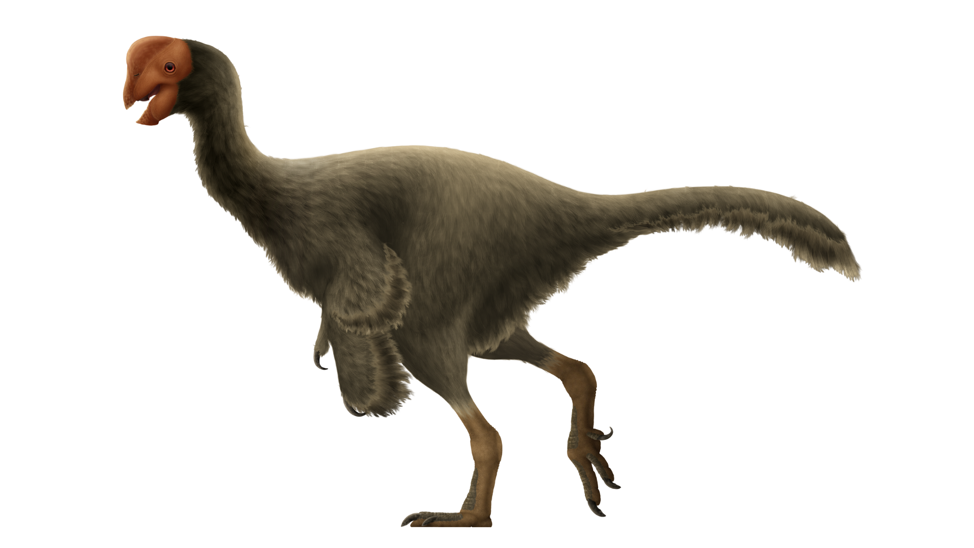 An artist’s reconstruction of an Oviraptor from the Late Cretaceous period.