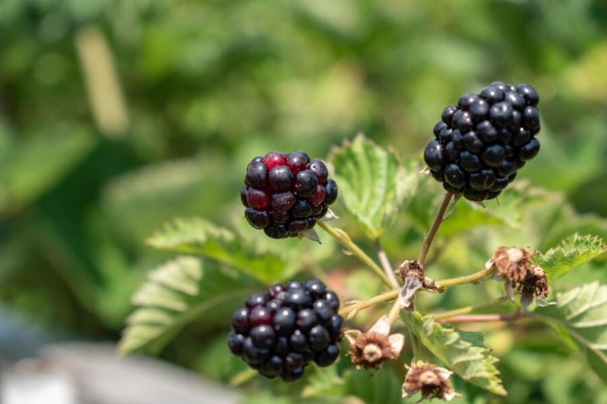 Close-up photograph of blackberries on a tree