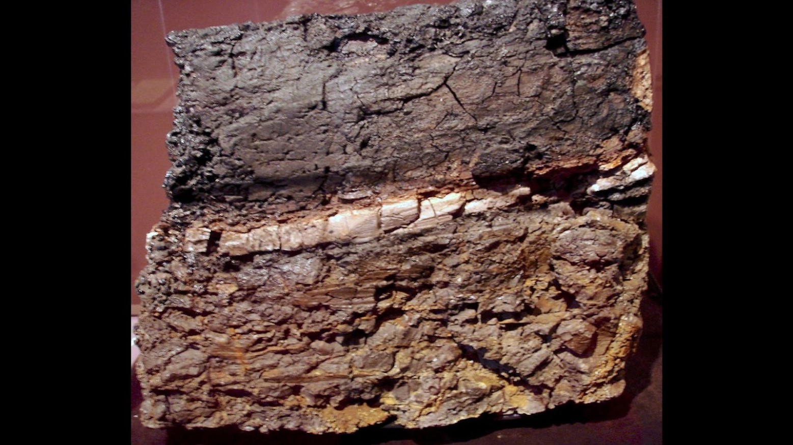 Photograph of rock where intermediate claystone layer contains 1000 times more iridium than the upper and lower layers by Eurico Zimbres at San Diego Natural History Museum