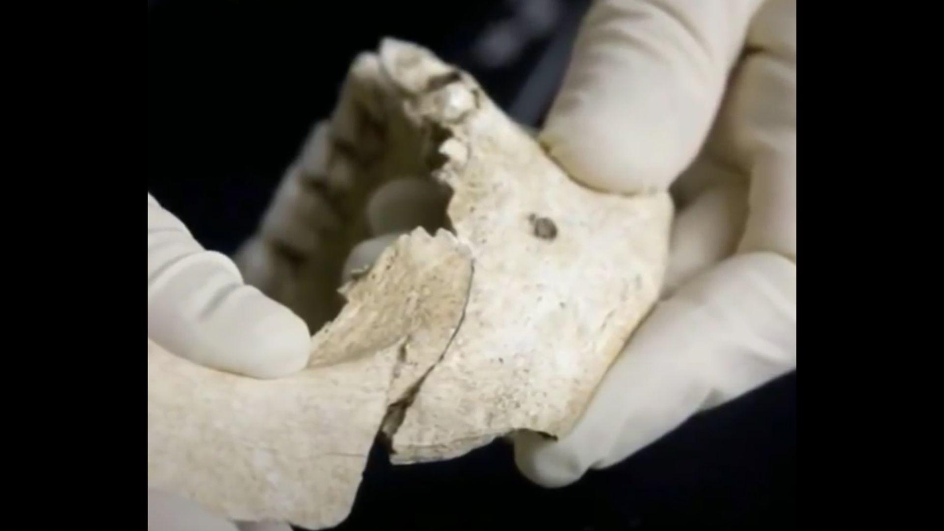 Close up photo of teeth still inside a jaw bone in a Viking mass grave from the Middle Ages in Dorset, England