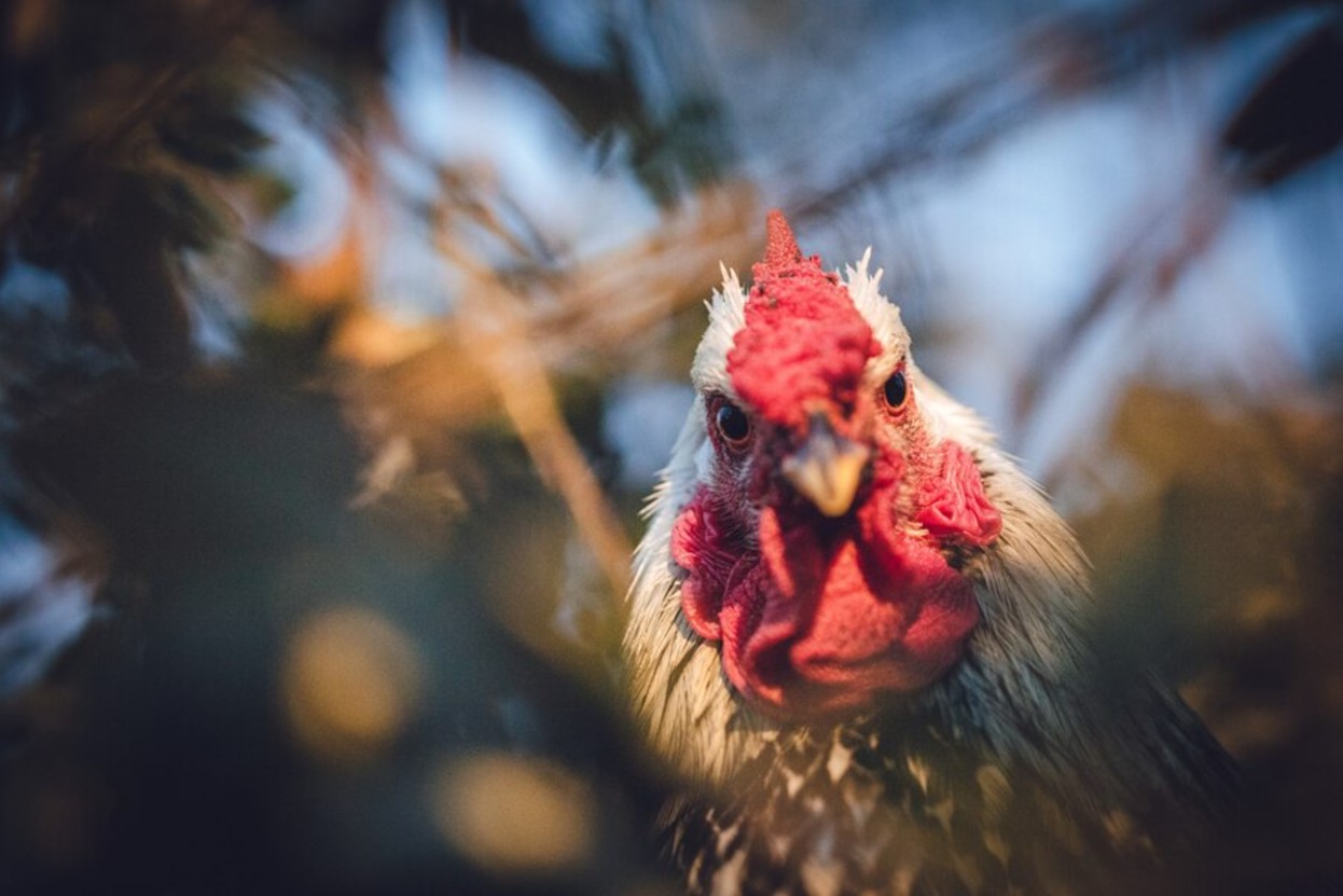 Aggressive chicken looking at the camera