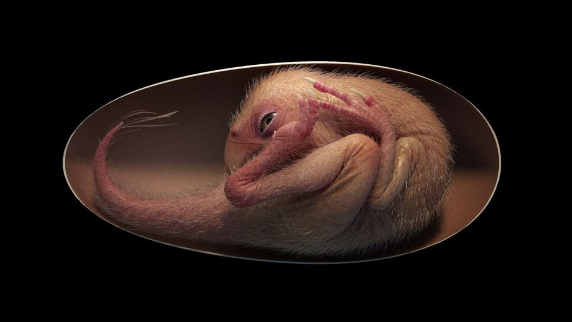 An artist’s reconstruction of the Baby Yingliang embryo at the time of its fossilization.