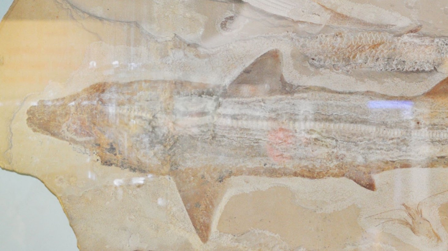 Image of a fossilized shark encased within a rock layer, with visible details of its skeletal structure and fins