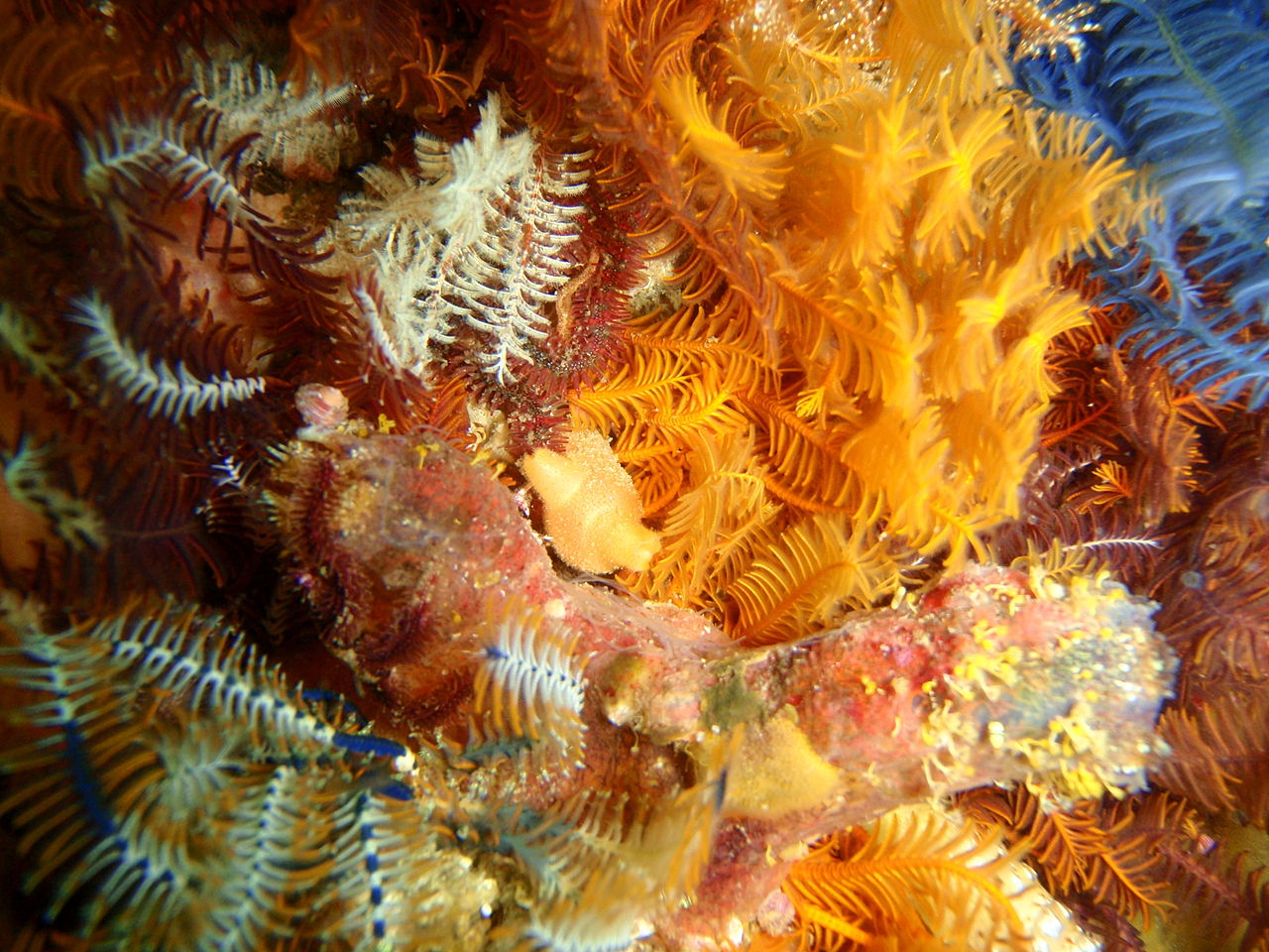 An example of modern-day crinoids, which live on the seafloor and formed part of the ancient sharks' habitat.
