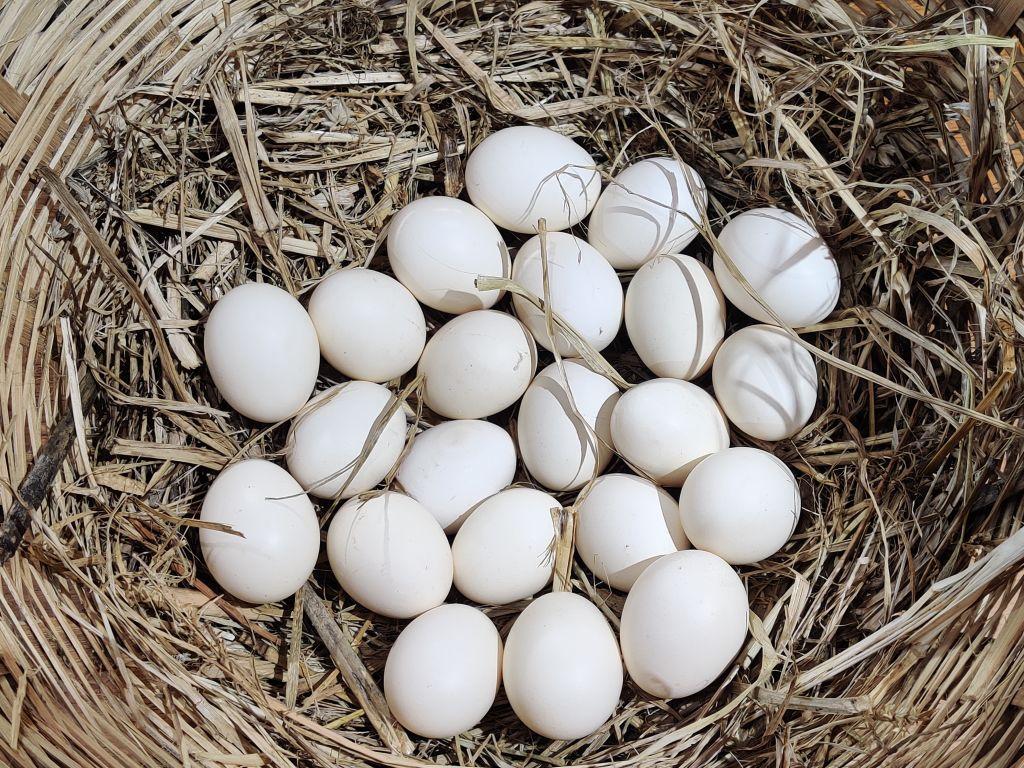 Dozens of eggs in wicker basket with hay