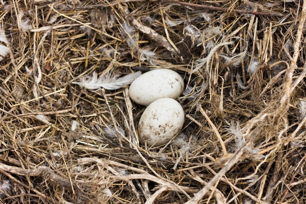 Two eggs sit in a nest made of hay with feathers all around