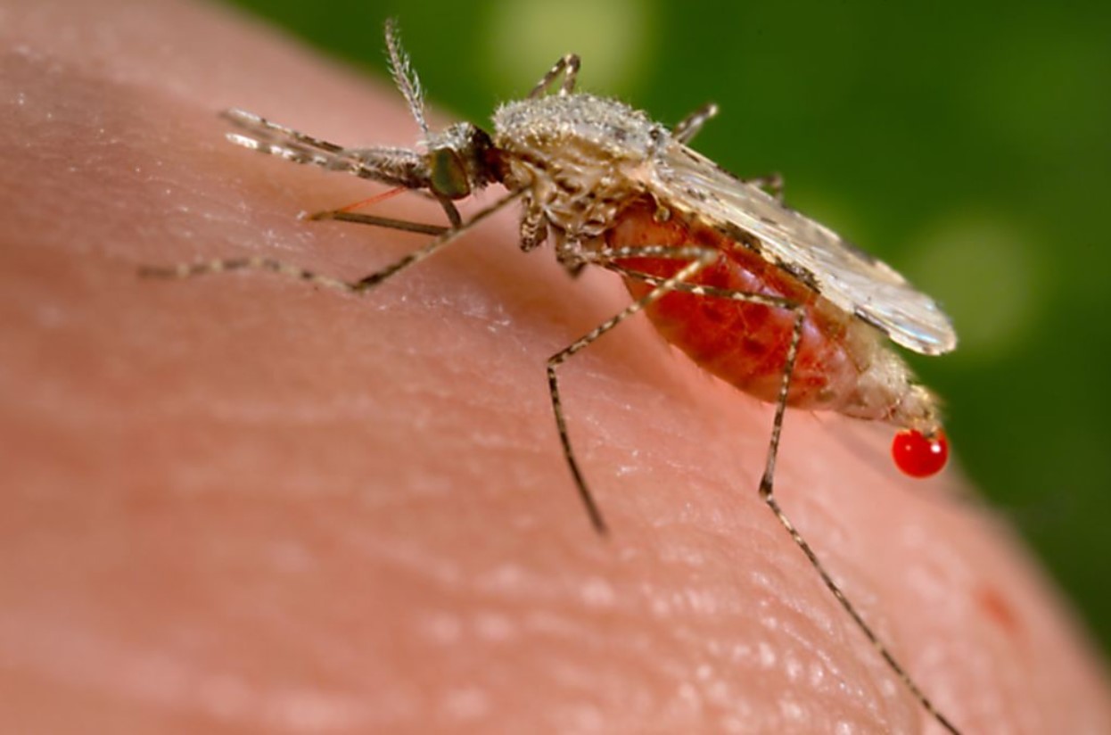 Anopheles stephensi mosquito feeding on a human host, droplet of blood expelled from the mosquito abdomen from the CDC