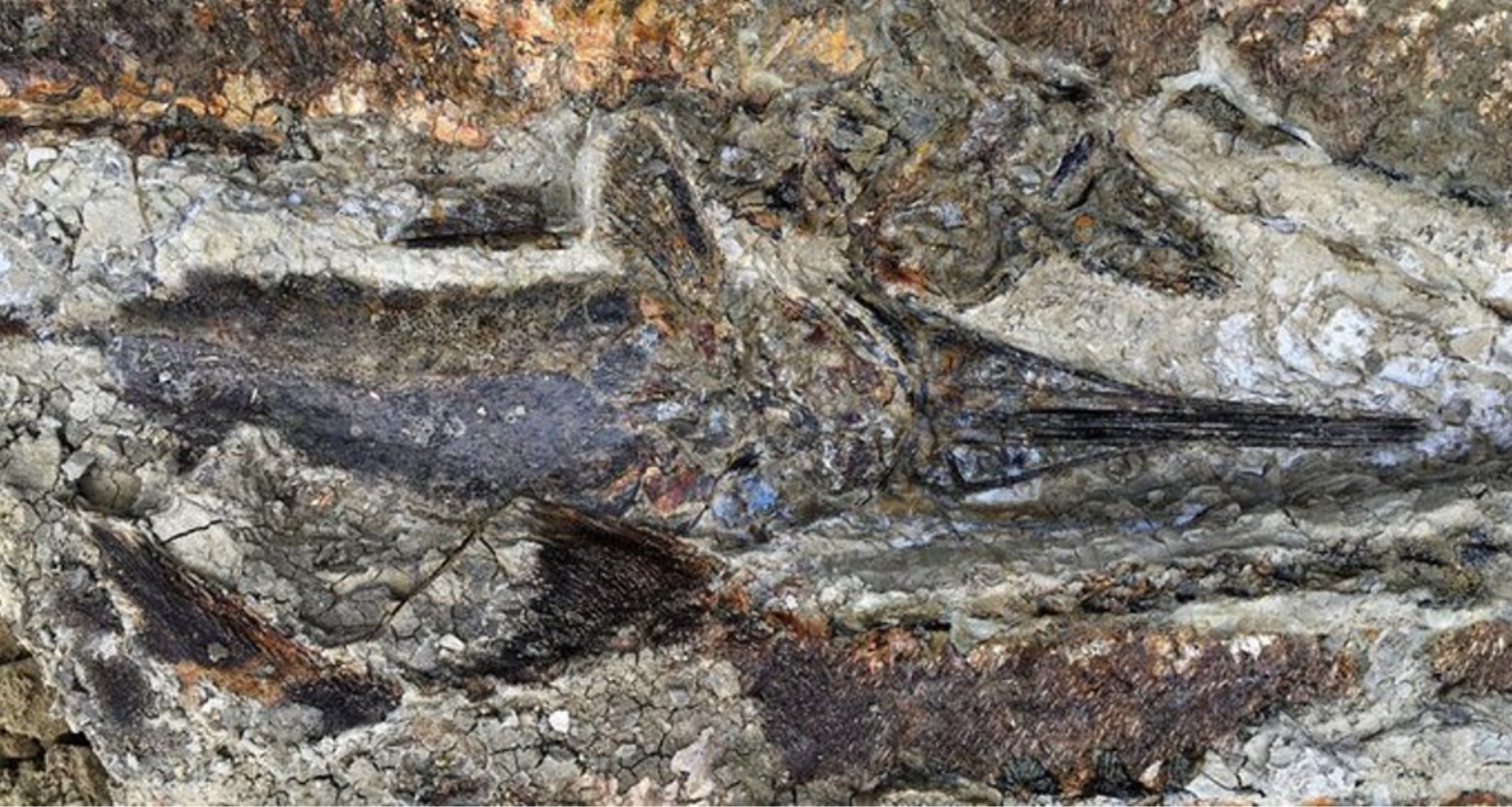 Fossil found at the Tanis dig site in North Dakota