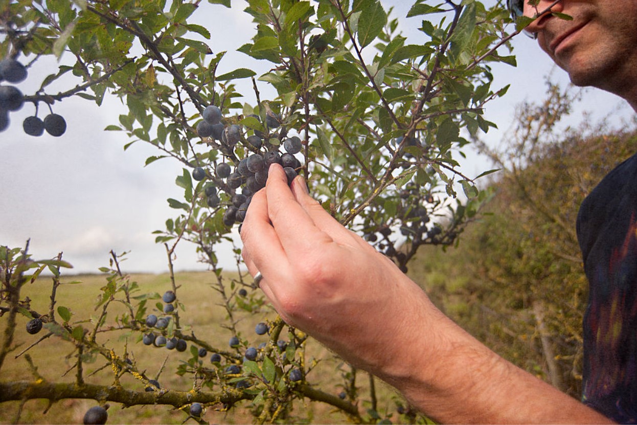 A man picks sloes from a Blackthorn shrub