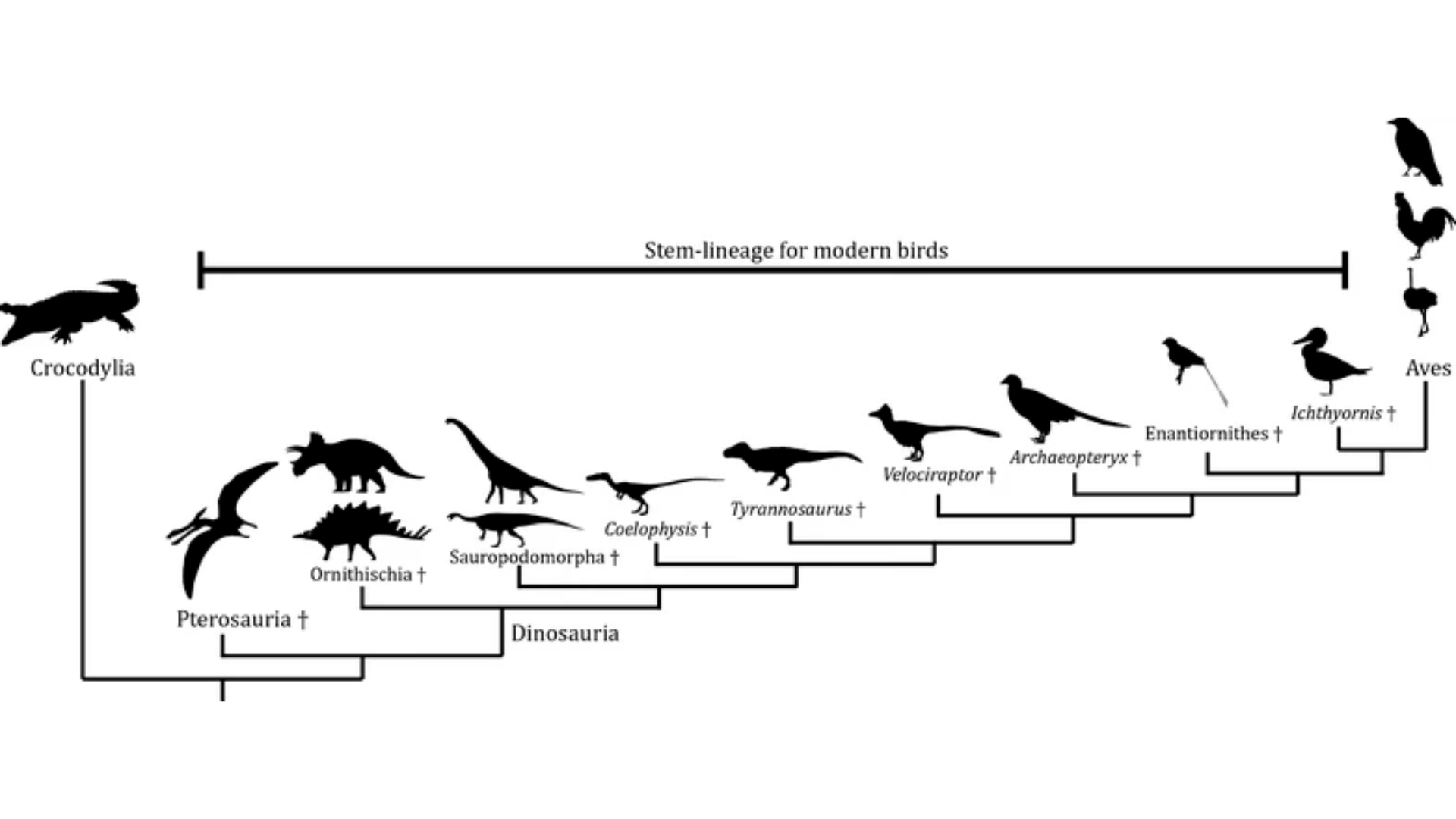 Simplified phylogenetic tree showing the connection between dinosaurs and modern-day birds.