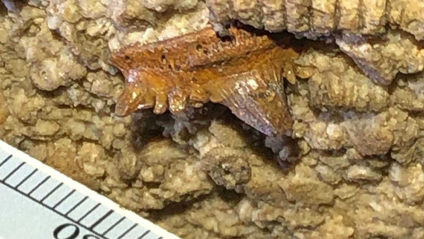 A close-up image showing a detailed view of a brown fossilized shark tooth embedded in a rock
