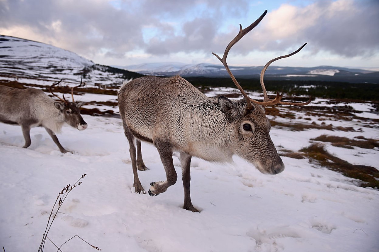 Reindeer at the Cairngorm Herd wait to be fed in a national park in Scotland