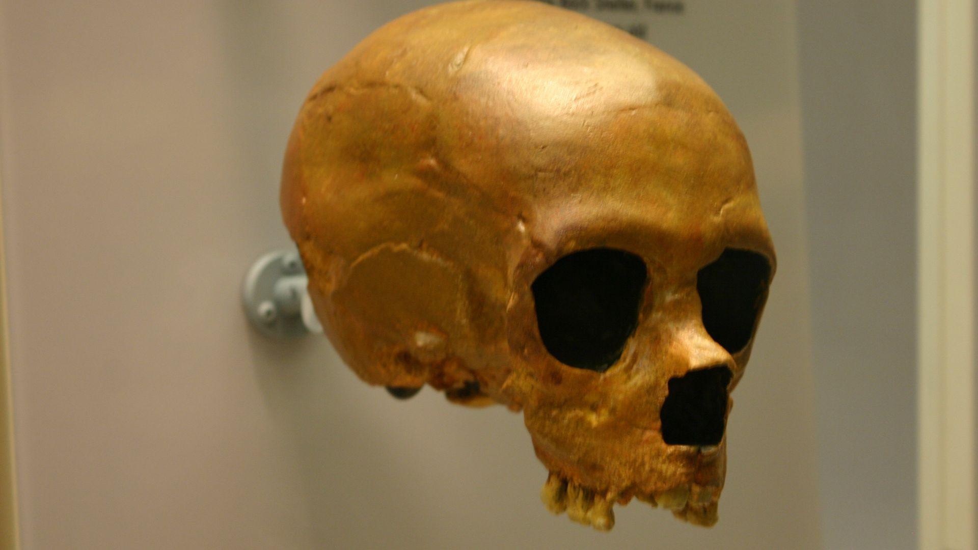 A close-up view of an ancient skull of a Neanderthal in a museum.