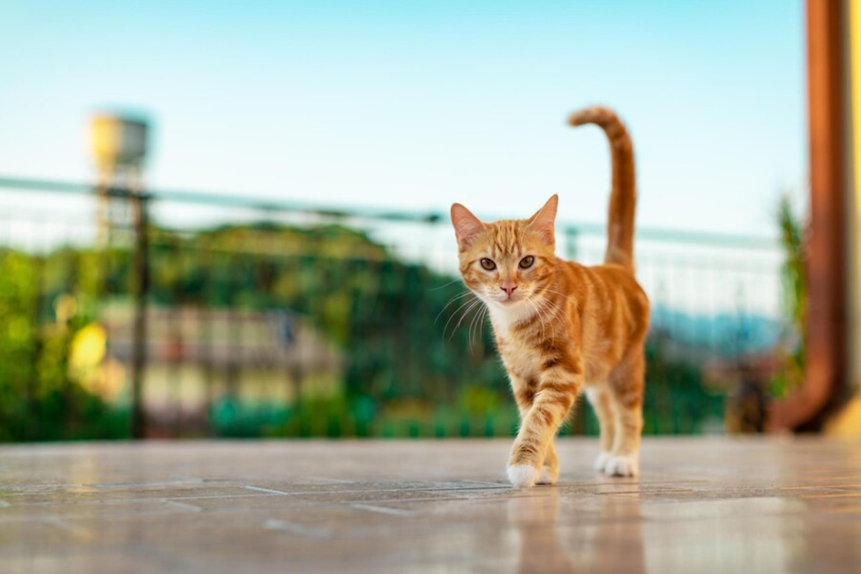 An orange kitten walks along a balcony