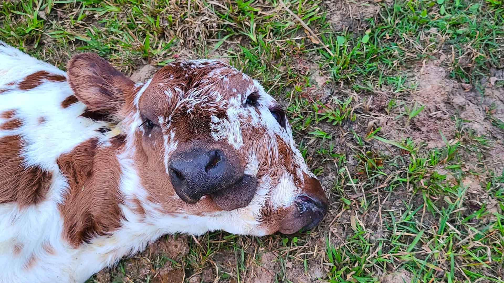 Deux Face The Rare 2-Faced Calf Born in Louisiana is Defying The Odds