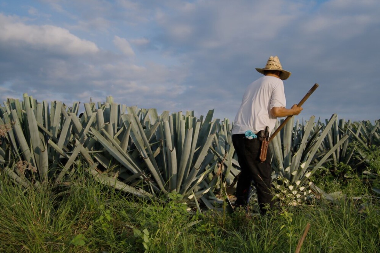 Man harvesting agave plants in Mexico