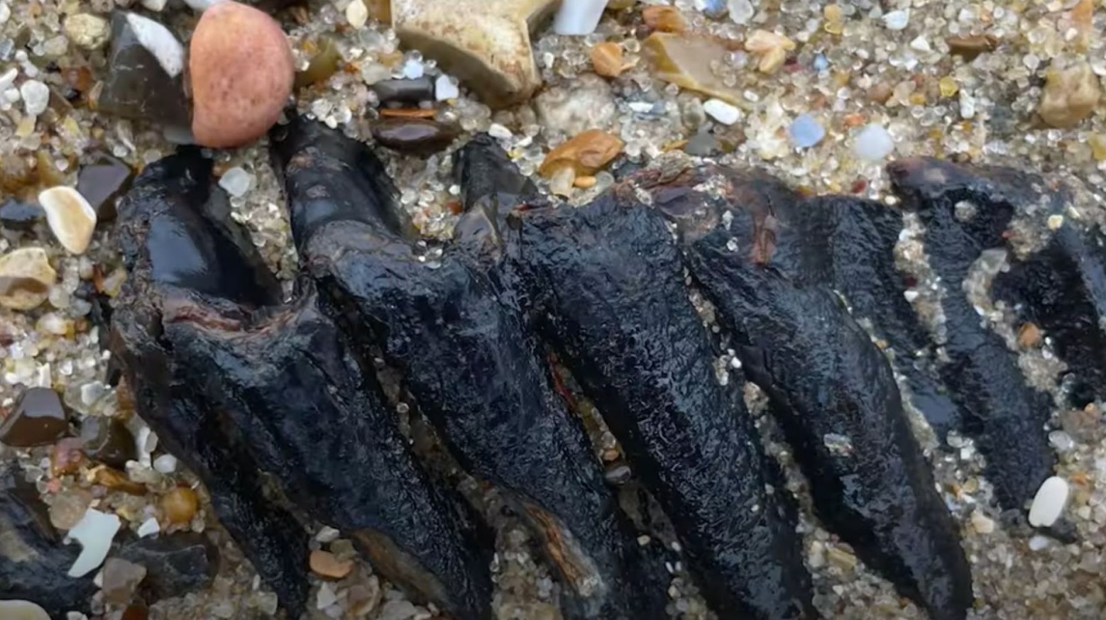 The mammoth tooth once it had been dug up. It is still in the sand and has black grooves.