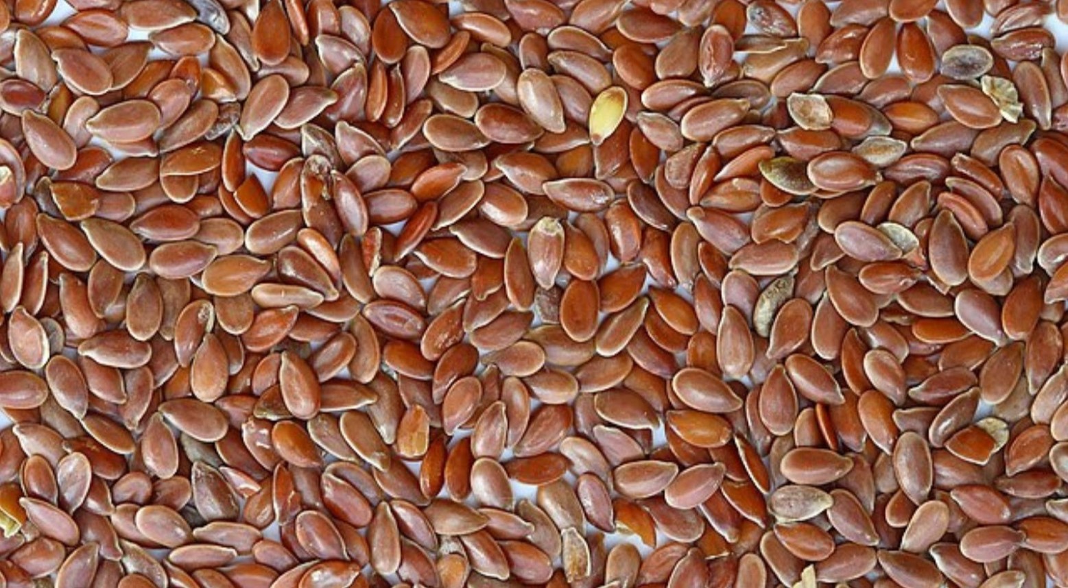 Some brown seeds scattered across a surface.
