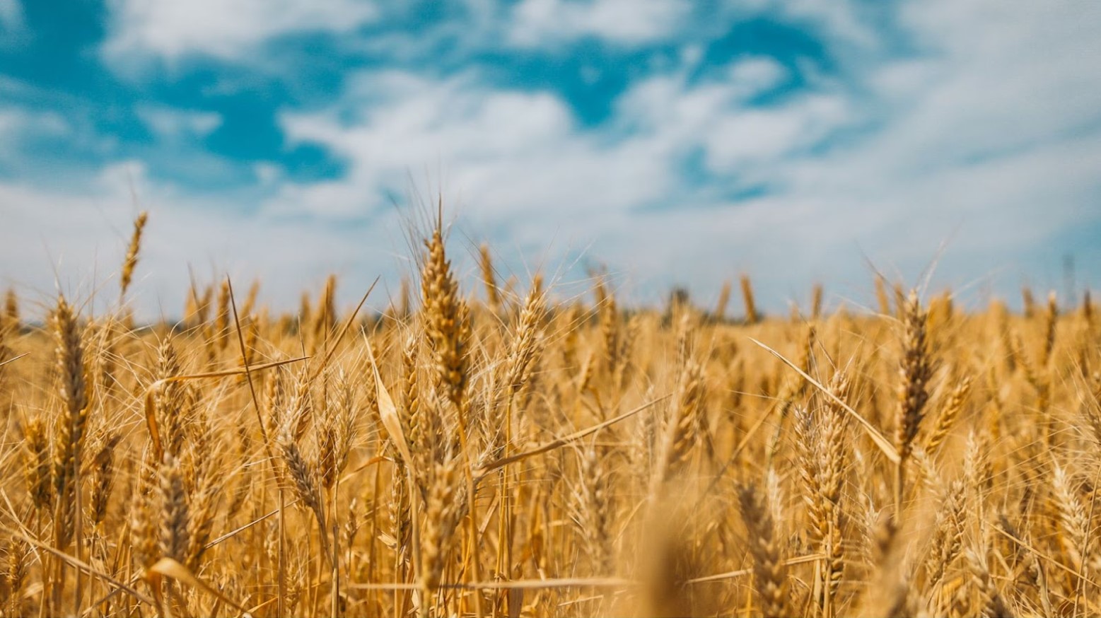 A field of wheat.