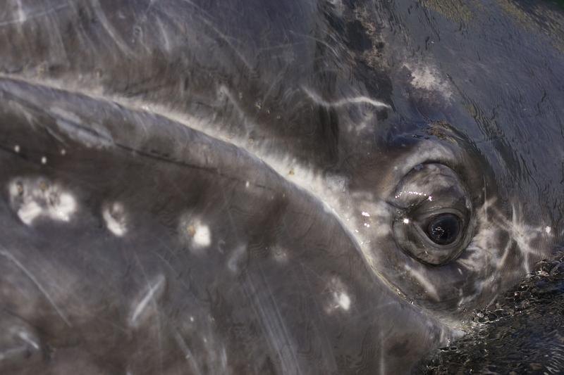 A close-up of the eye of a Gray Whale