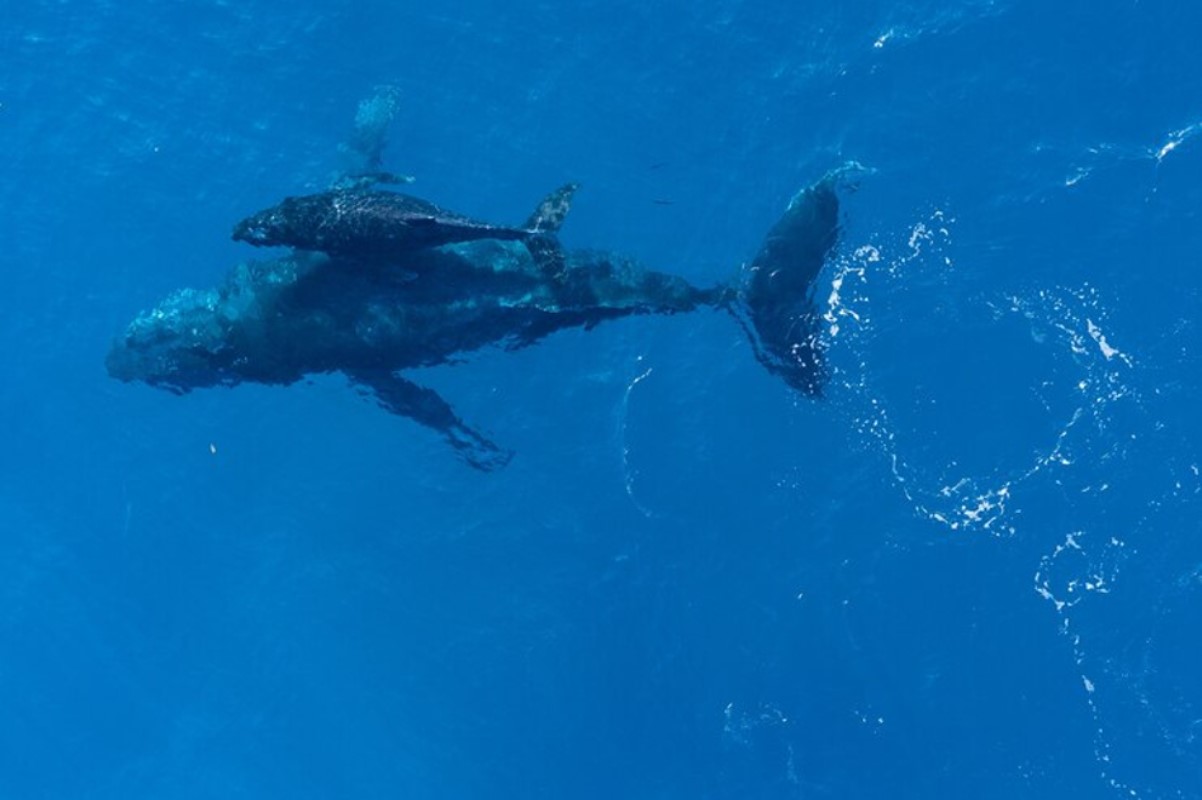 A few sharks are pictured swimming in the ocean