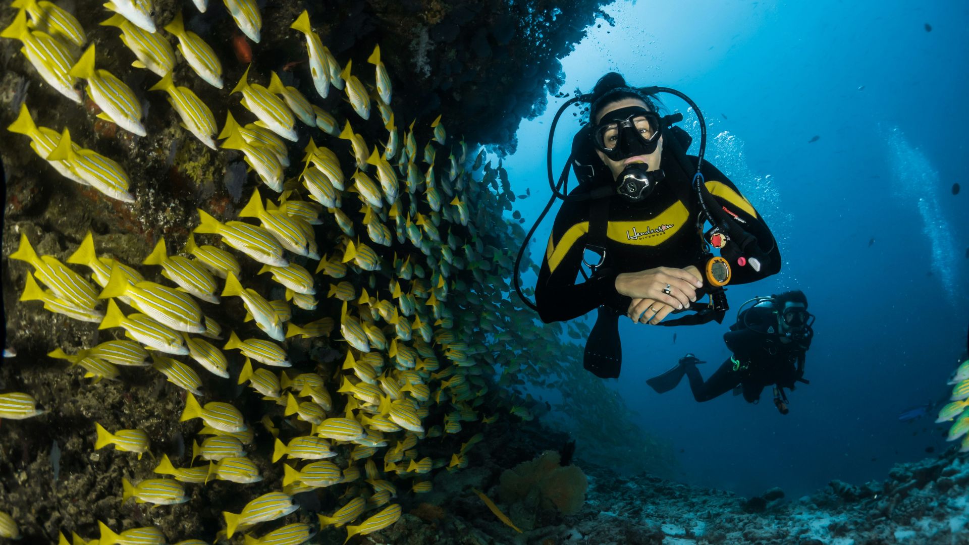 Under the sea, a scuba diver in a black and yellow wetsuit is swimming near a vibrant school of yellow striped fish. The diver, equipped with a mask, fins, and a dive computer, is observing the dense group of fish that stand out against the contrasting blue of the ocean