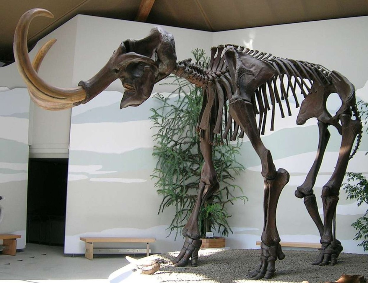 Skeleton of a woolly mammoth displayed in a museum
