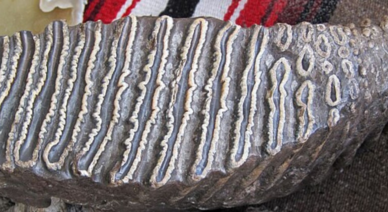 A mammoth tooth. It is grey with various grooves in it.