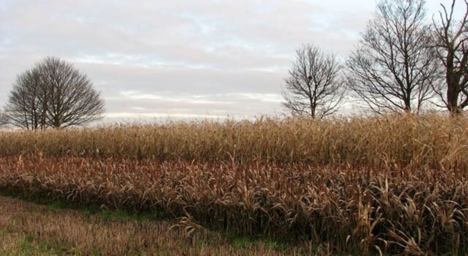 Different crops in a field. There is wheat, barley, and maize. In the background are some trees with no leaves on them.