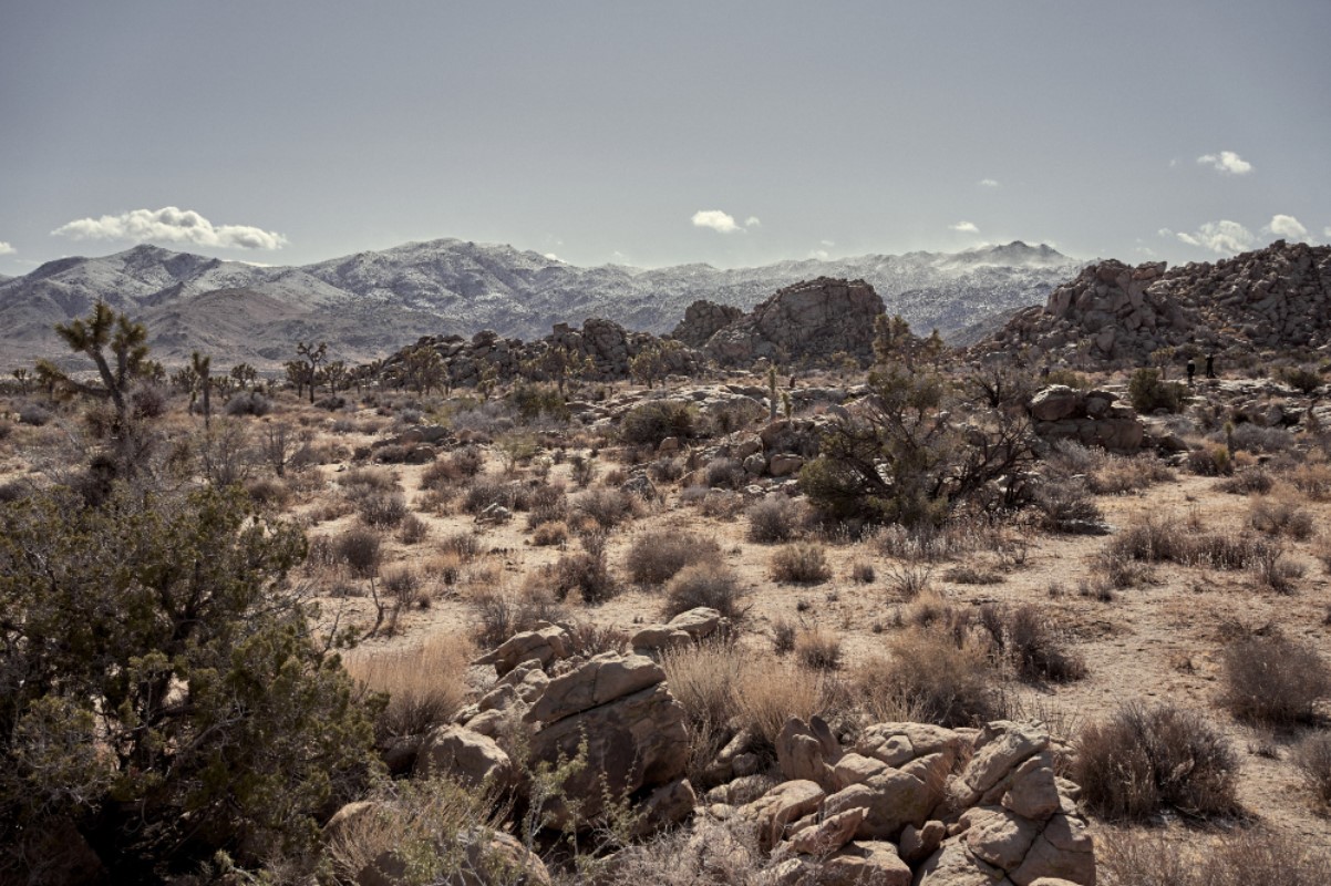 A photograph of a rocky desert with several plants