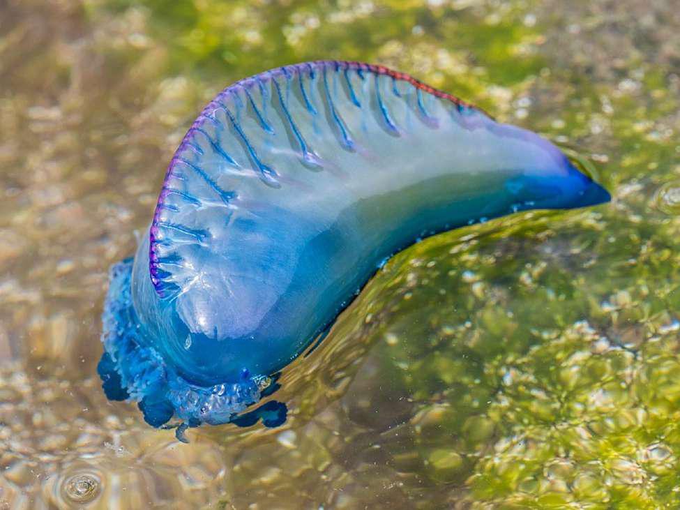 Portuguese Man O’War jellyfish showing its sail