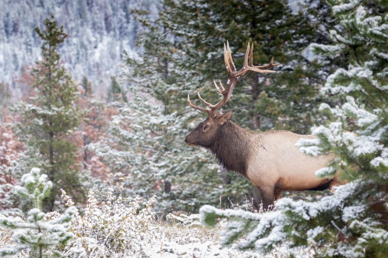 An image of a reindeer roaming through a snowy forest