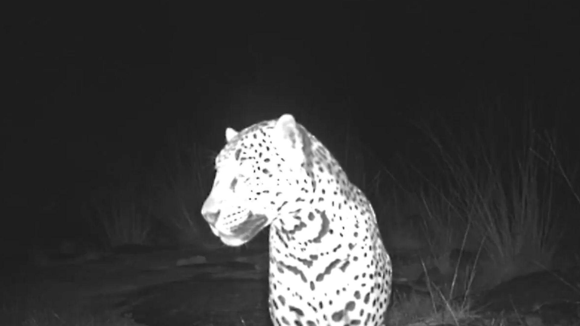 New Images Reveal the Exciting Return of the Wild Jaguar in the U.S.