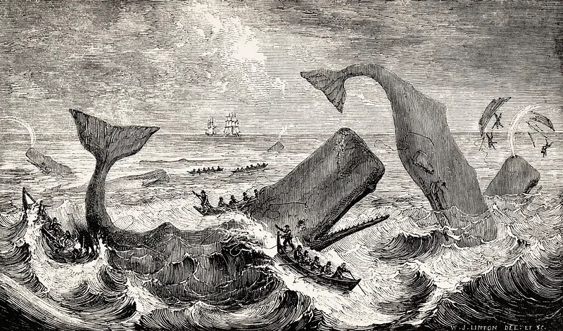 Illustration of the sperm whale while attacking fishing boat from The Natural History of the Sperm Whale (1839) by Thomas Beale (1807-1849)